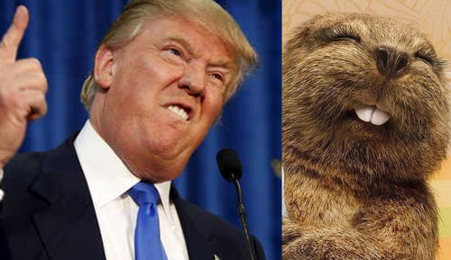 donald-trump-beaver-looks-like.jpg